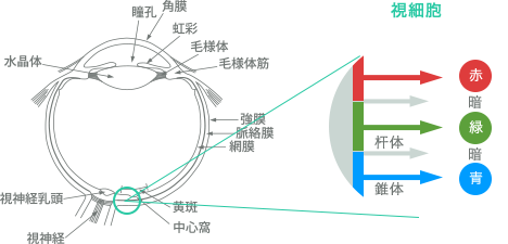 視細胞の違いによる見え方