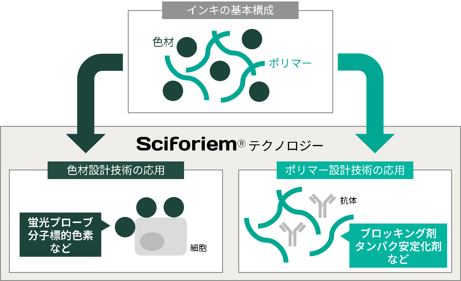 色材やポリマー等の素材設計技術をバイオサイエンス分野に応用した、Sciforiem®テクノロジー