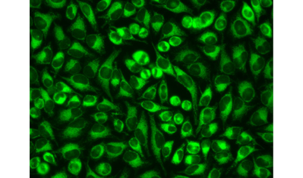 Imaging with the Sciforiem™ FI7500