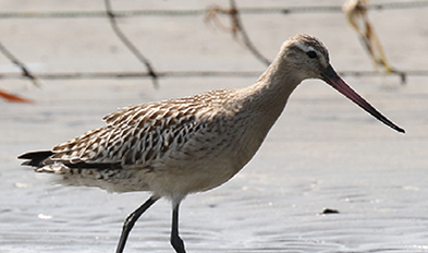 已报道的生物照片
