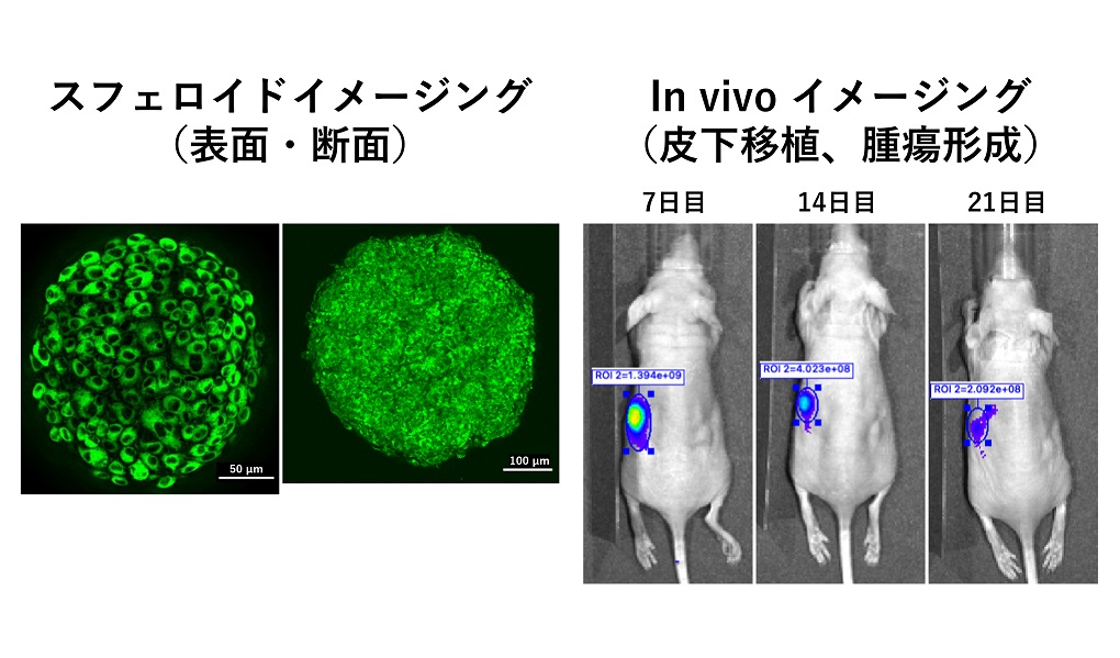 スフェロイドイメージング（表面・断面）、in vivo イメージング（皮下移植、腫瘍形成）
