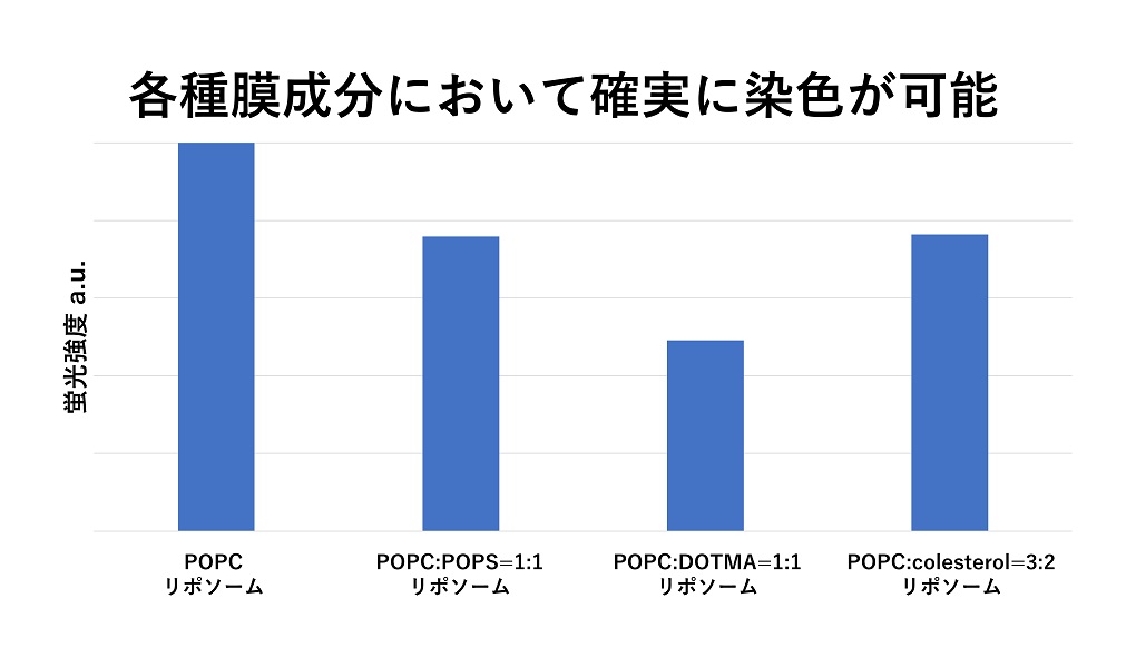 各種膜成分において確実に染色が可能、POPCリポソーム、POPC：POPS＝1：1リポソーム、POPC：DOTMA＝1：1リポソーム、POPC：colesterol＝3：2リポソーム