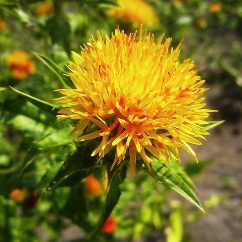 Safflower yellow pigment image