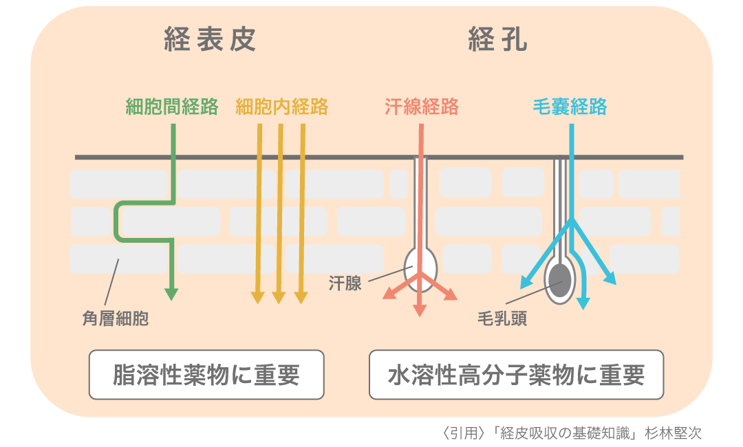 Transdermal absorption mechanism