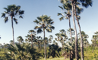 Carnauba palm tree