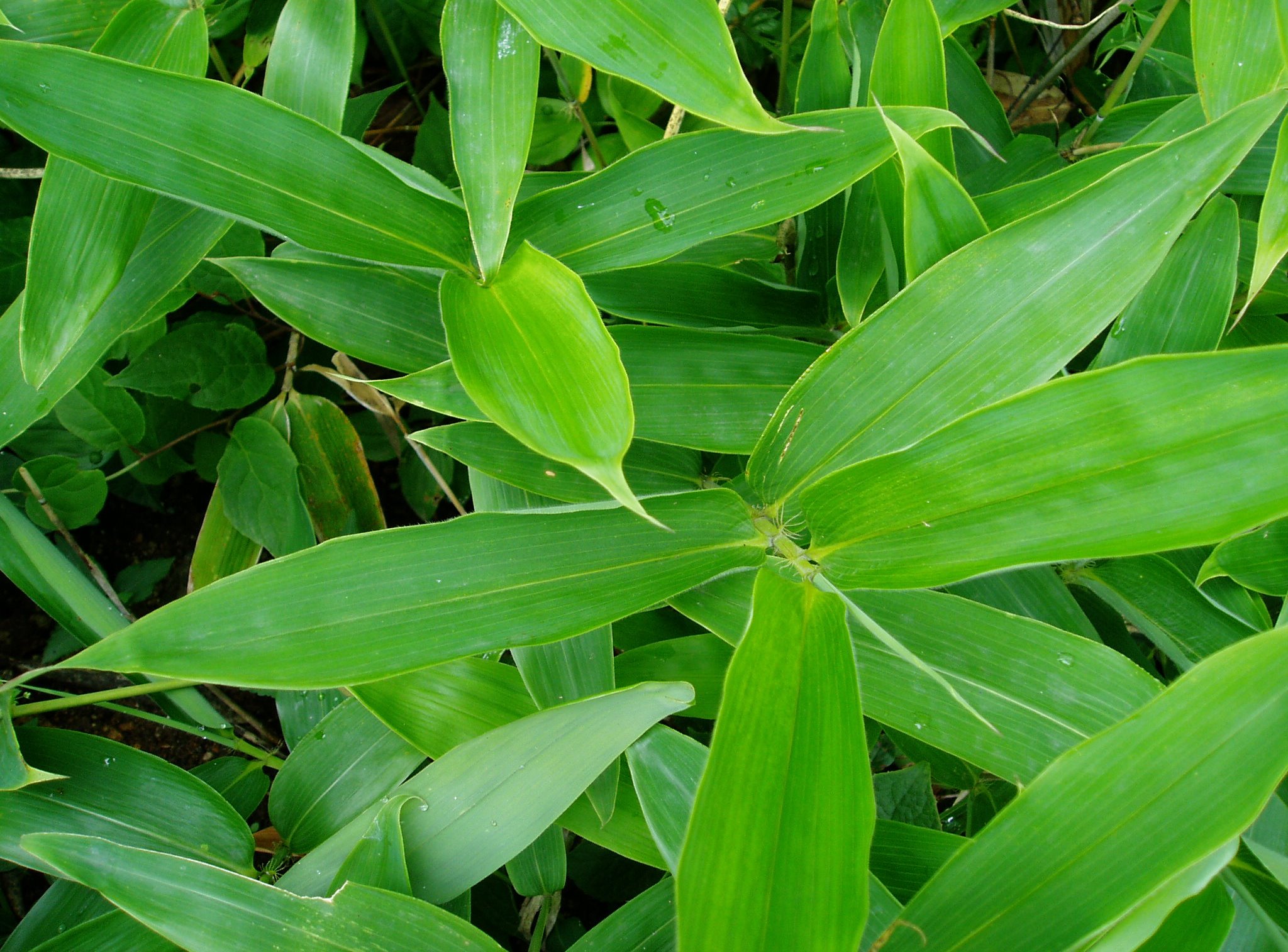 Natural extracts
|
Sasa related products